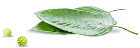 Kratom Extract Mitragynine Speciosa CRYO KRATOM Kratom Extract Mitragynine Speciosa CRYO KRATOM